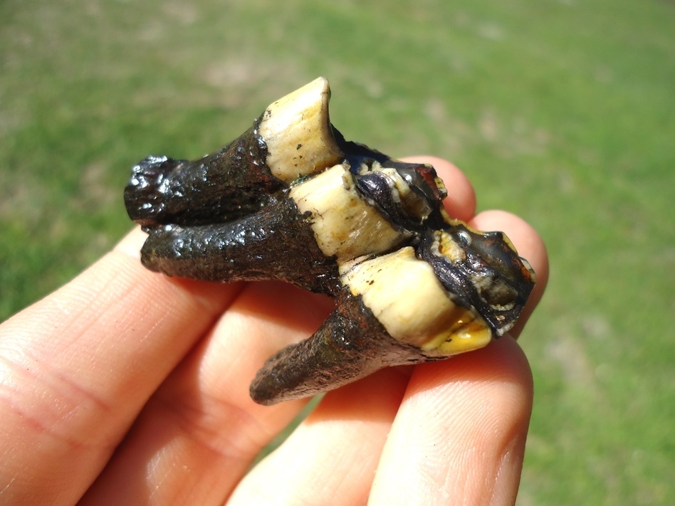 Large image 3 Fully Rooted Llama Molar