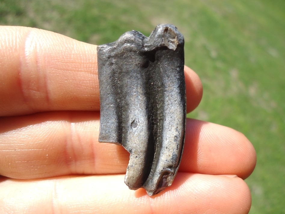 Large image 1 Sweet Three Toed Horse Lower Molar