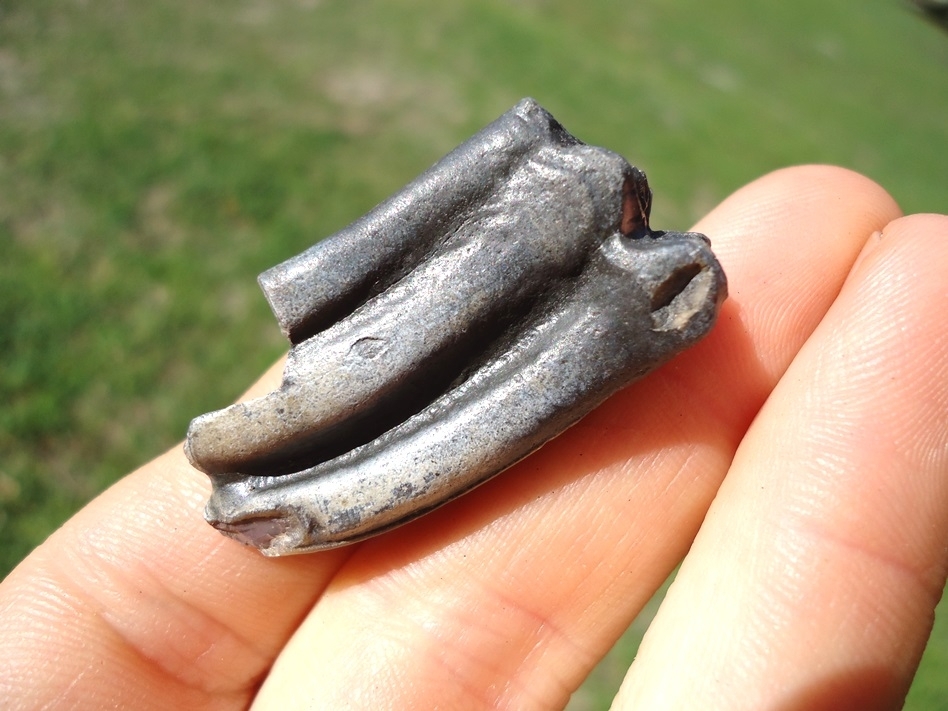 Large image 3 Sweet Three Toed Horse Lower Molar