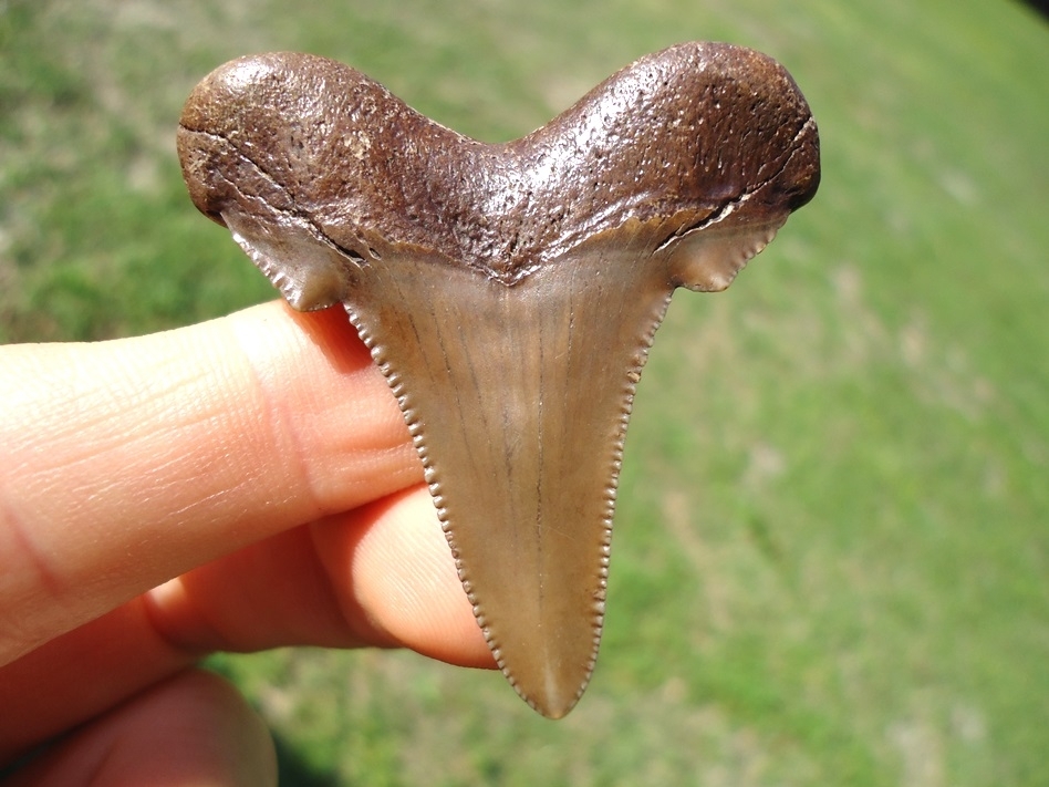 Large image 1 Excellent Chocolate Colored Auriculatus Shark Tooth