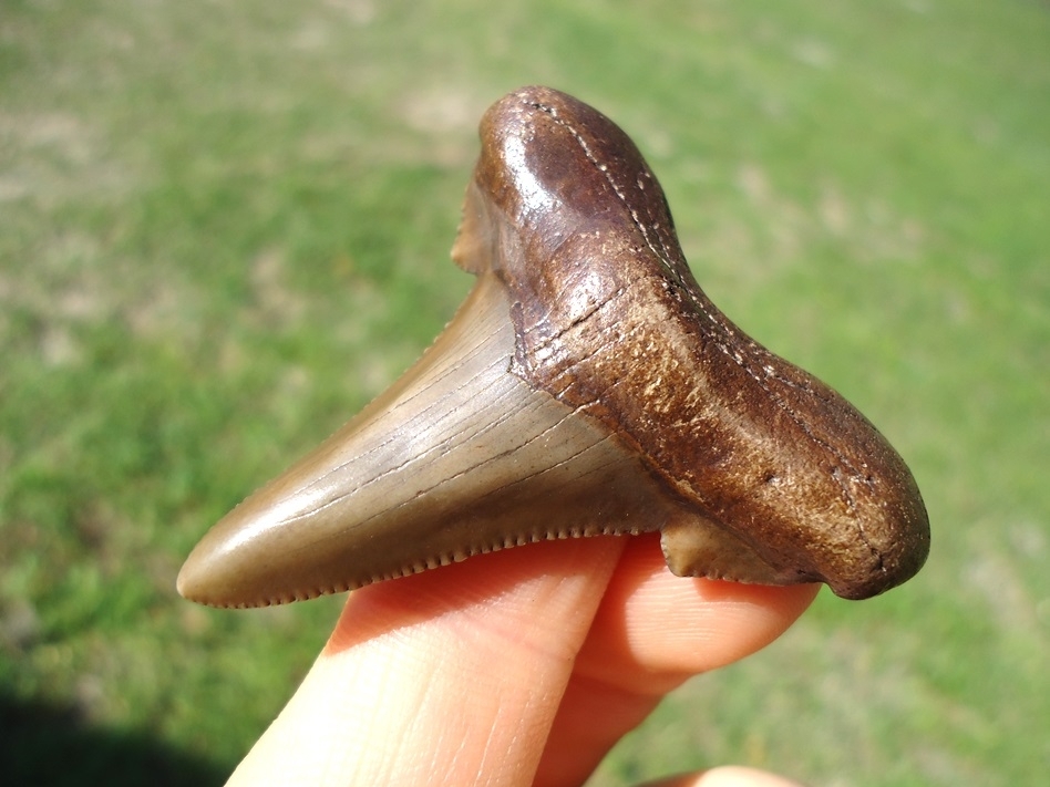 Large image 2 Excellent Chocolate Colored Auriculatus Shark Tooth