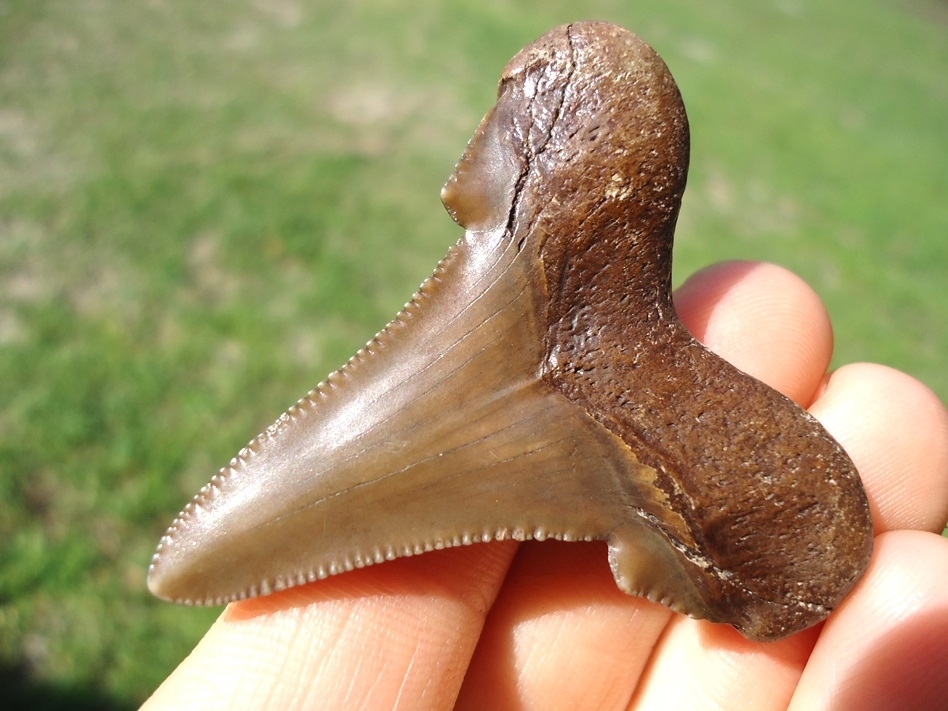 Large image 3 Excellent Chocolate Colored Auriculatus Shark Tooth