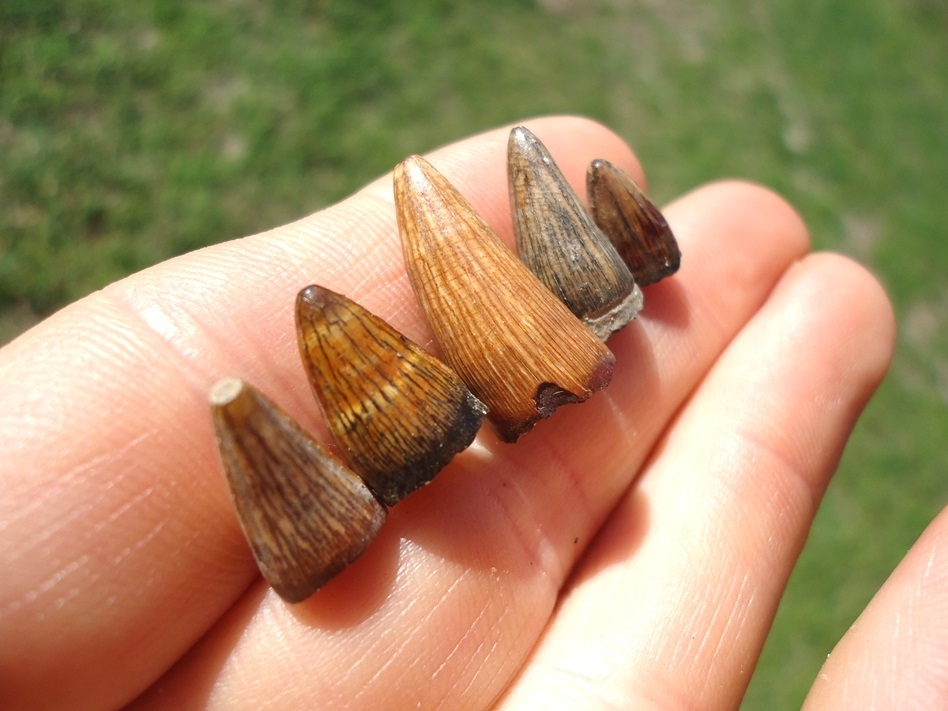 Large image 1 Five Beautifully Colorful Alligator Teeth