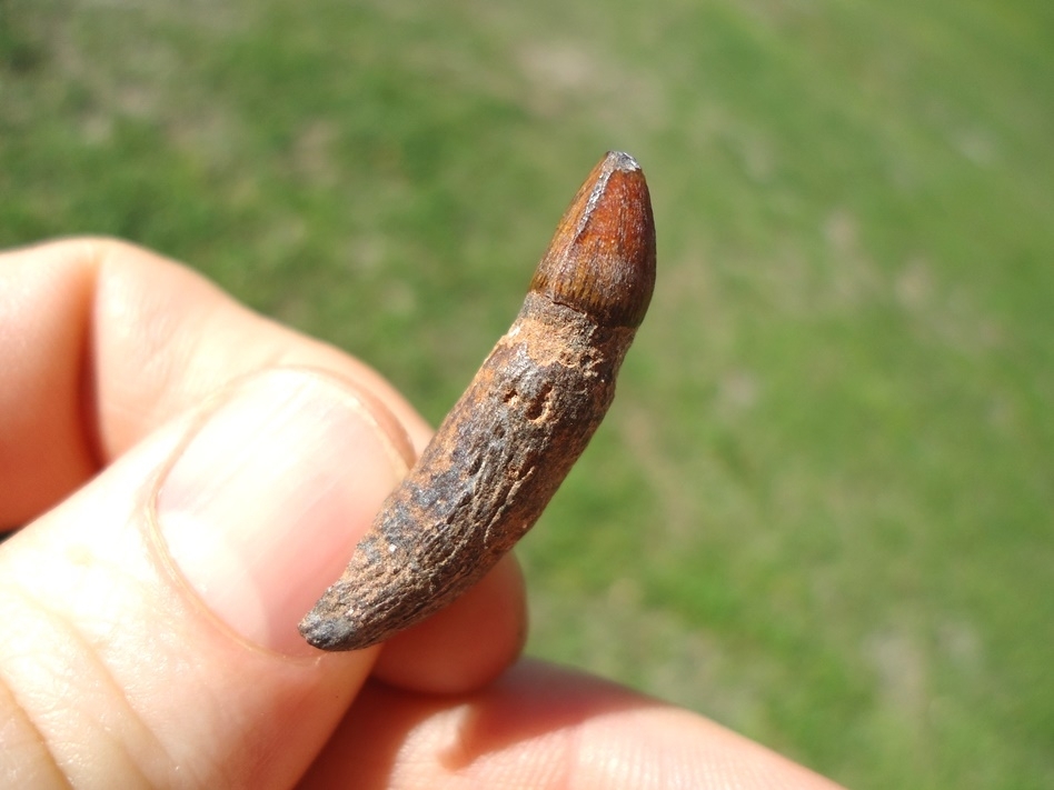 Large image 1 Colorful Fully Rooted Alligator Tooth