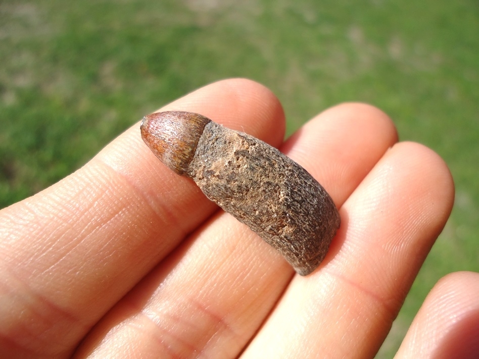 Large image 2 Colorful Fully Rooted Alligator Tooth