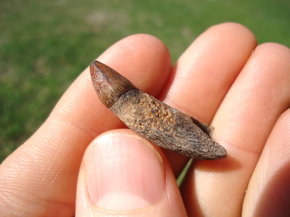 Large image 3 Colorful Fully Rooted Alligator Tooth