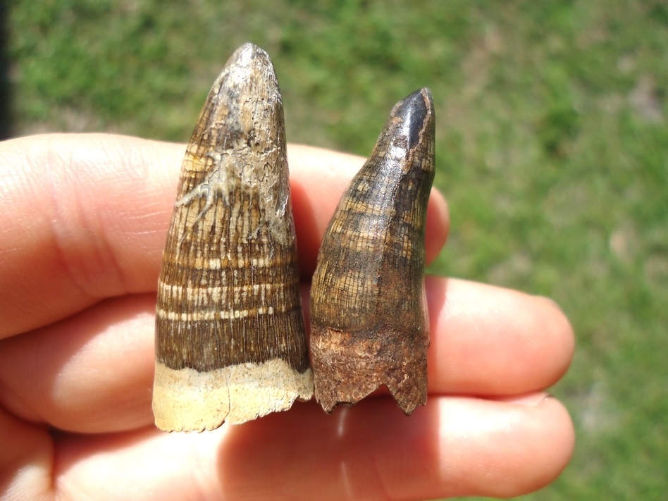 Large image 3 Two Super Colorful Alligator Teeth