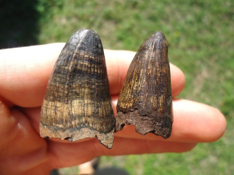 Large image 1 Two Super Colorful Alligator Teeth