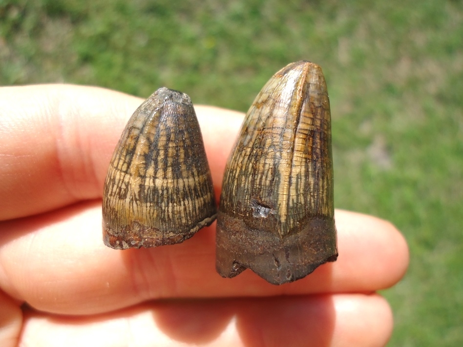 Large image 1 Two Super Colorful Alligator Teeth