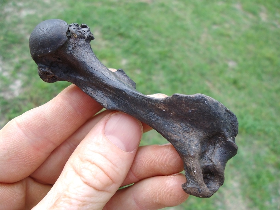 Large image 1 Top Quality Beaver Humerus