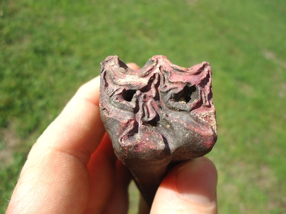 Large image 4 Top Quality Horse Upper Molar