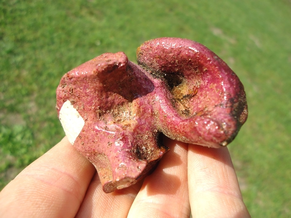 Large image 1 Colorful Manatee Inner Ear Bone