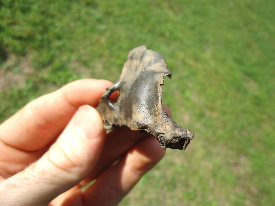 Large image 2 Unique Raccoon Maxilla and Skull Section