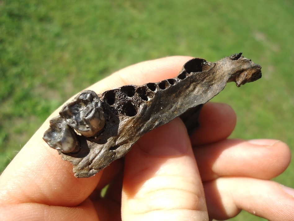 Large image 3 Unique Raccoon Maxilla and Skull Section