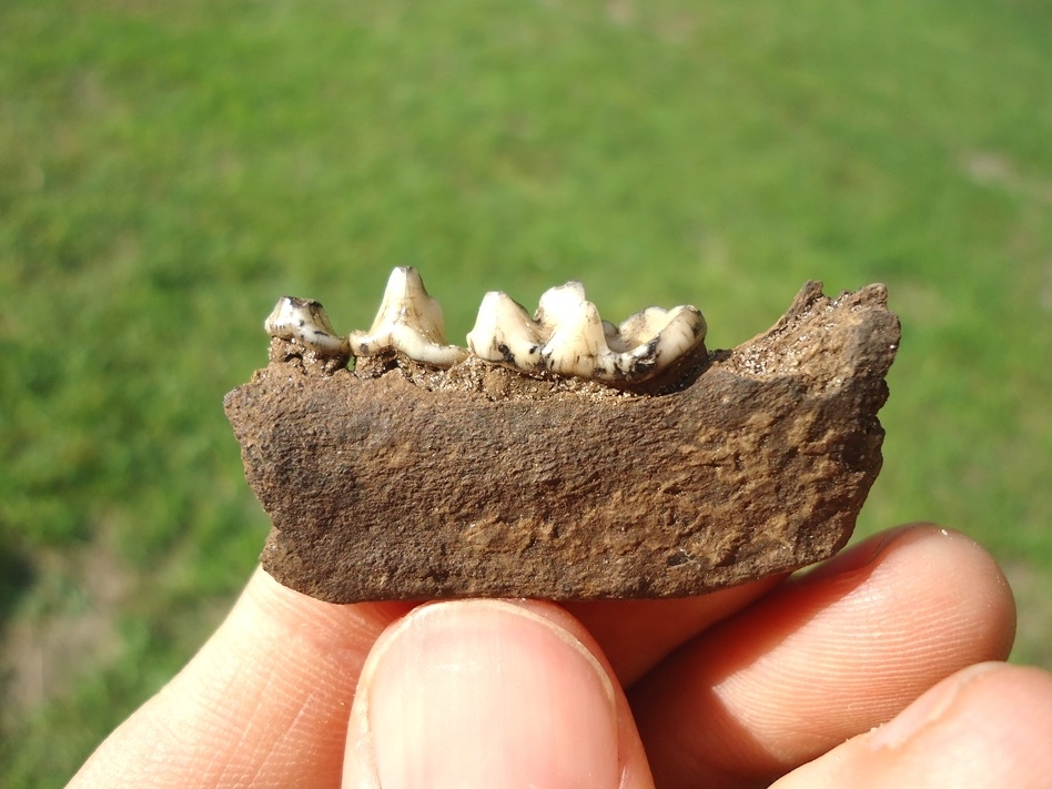 Large image 1 Choice Otter Mandible with Three Teeth