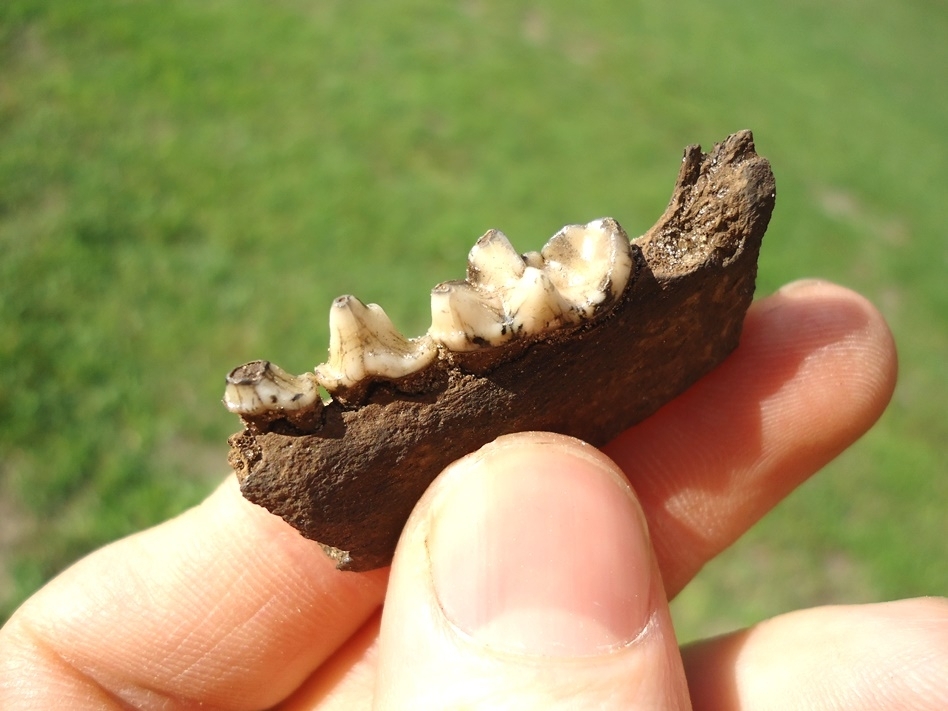 Large image 2 Choice Otter Mandible with Three Teeth