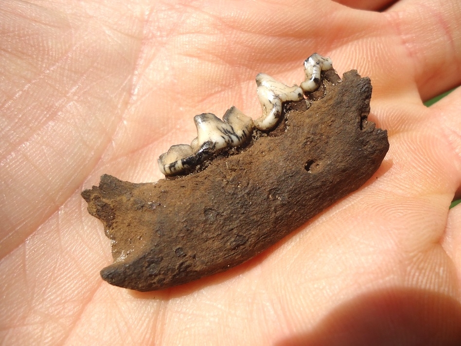 Large image 3 Choice Otter Mandible with Three Teeth