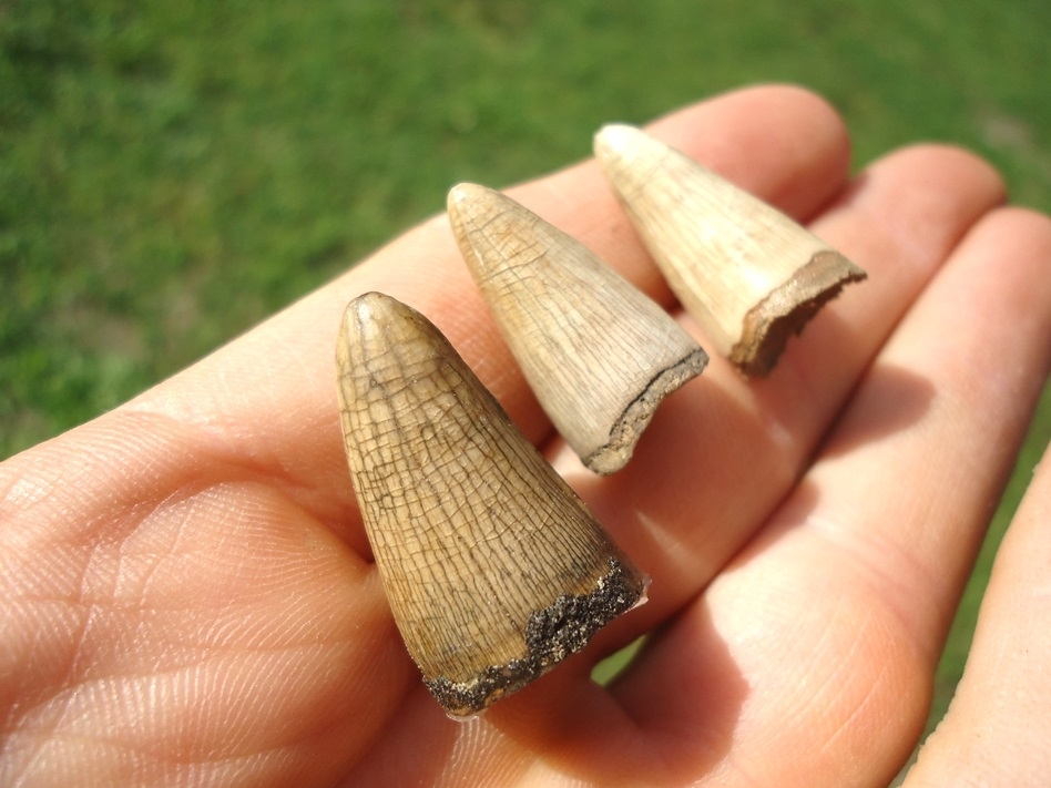 Large image 1 Three Unique Blonde Alligator Teeth