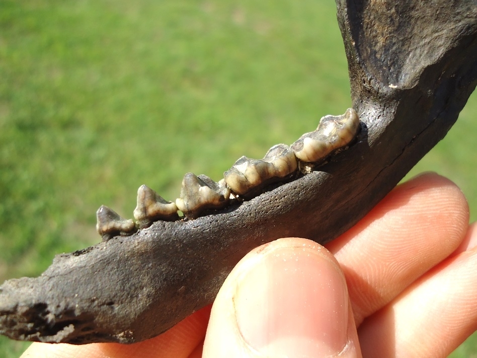 Large image 2 Top Quality Raccoon Mandible with Five Teeth