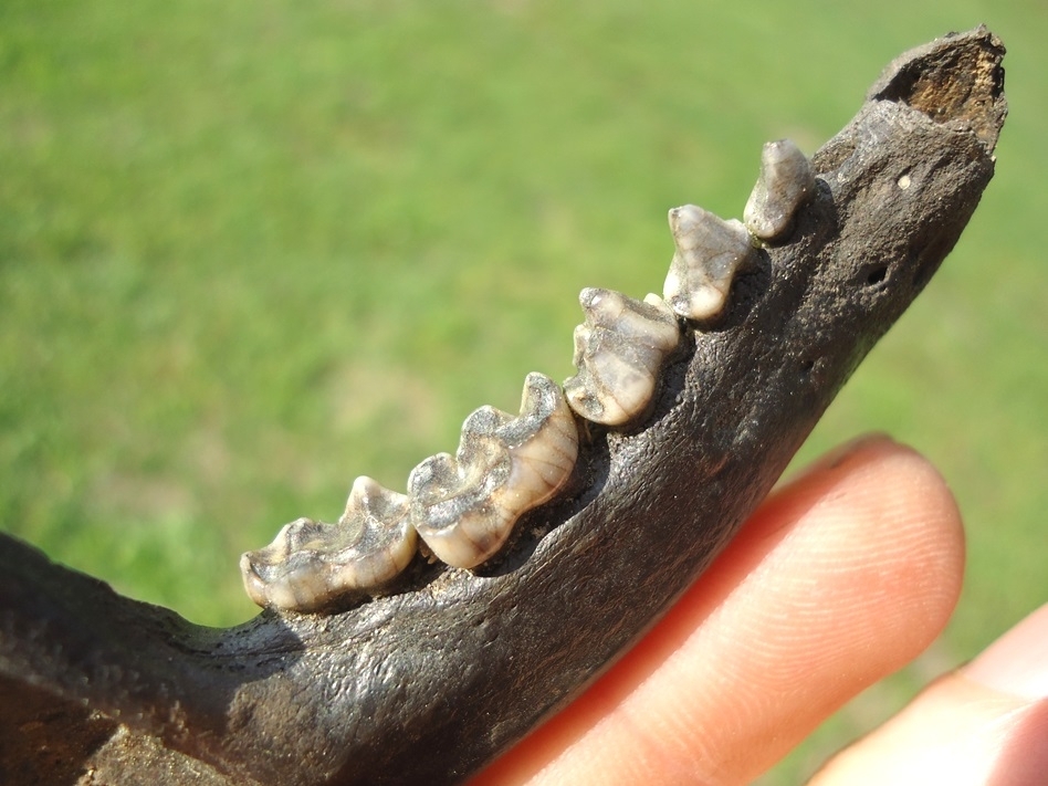 Large image 3 Top Quality Raccoon Mandible with Five Teeth