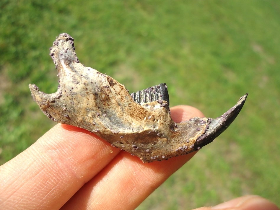 Large image 1 Top Quality Muskrat Mandible