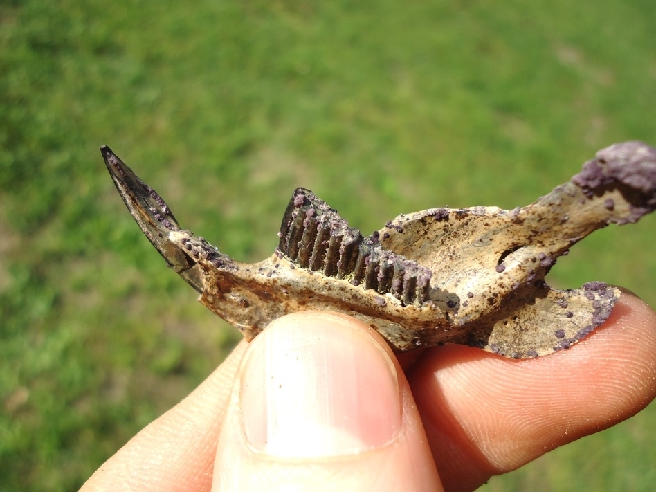 Large image 2 Top Quality Muskrat Mandible