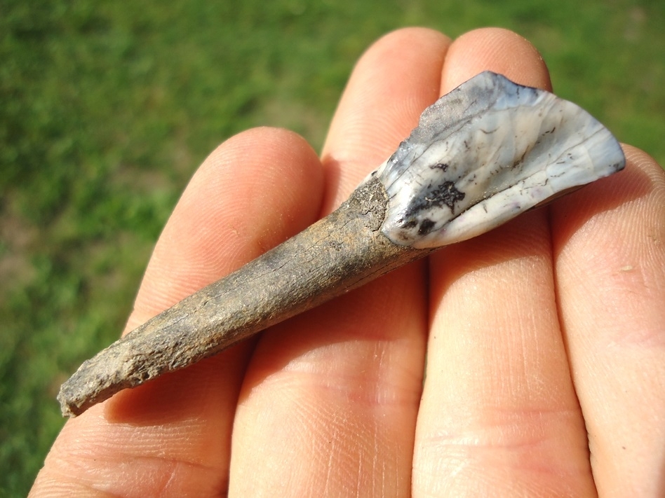 Large image 3 Top Quality Llama Incisor