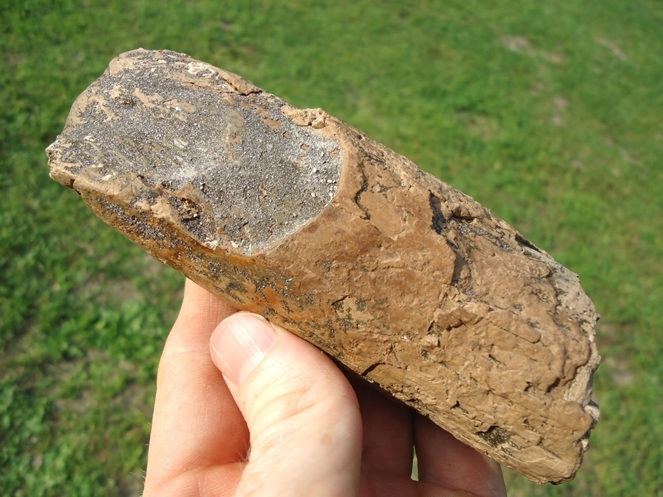 Large image 1 Rare Adult Mastodon Lower Tusk