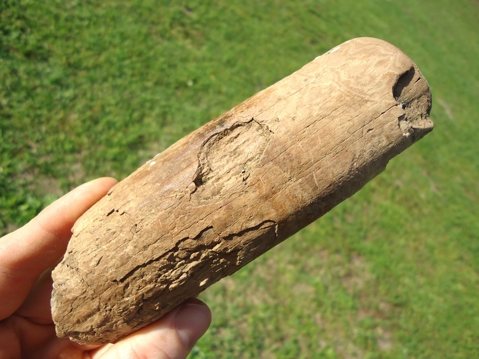 Large image 5 Rare Adult Mastodon Lower Tusk