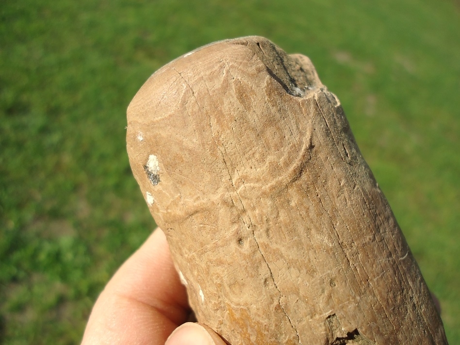 Large image 6 Rare Adult Mastodon Lower Tusk