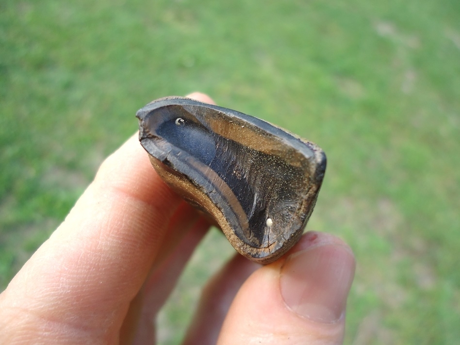 Large image 3 Exceptional Megalonyx Sloth Tooth