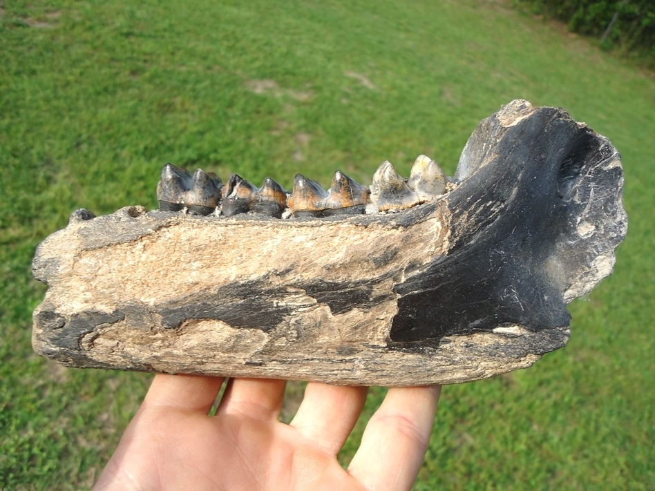 Large image 1 Awesome Tapir Mandible with Four Colorful Teeth