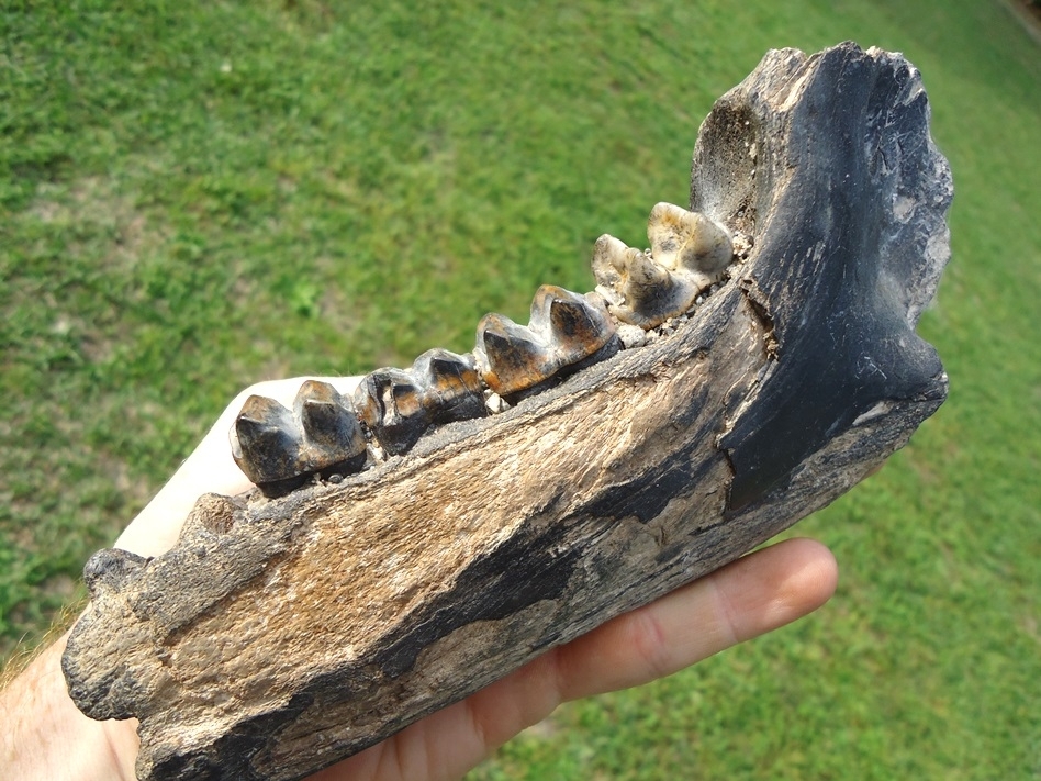 Large image 2 Awesome Tapir Mandible with Four Colorful Teeth