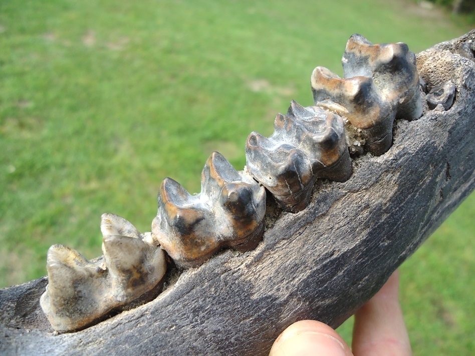 Large image 3 Awesome Tapir Mandible with Four Colorful Teeth