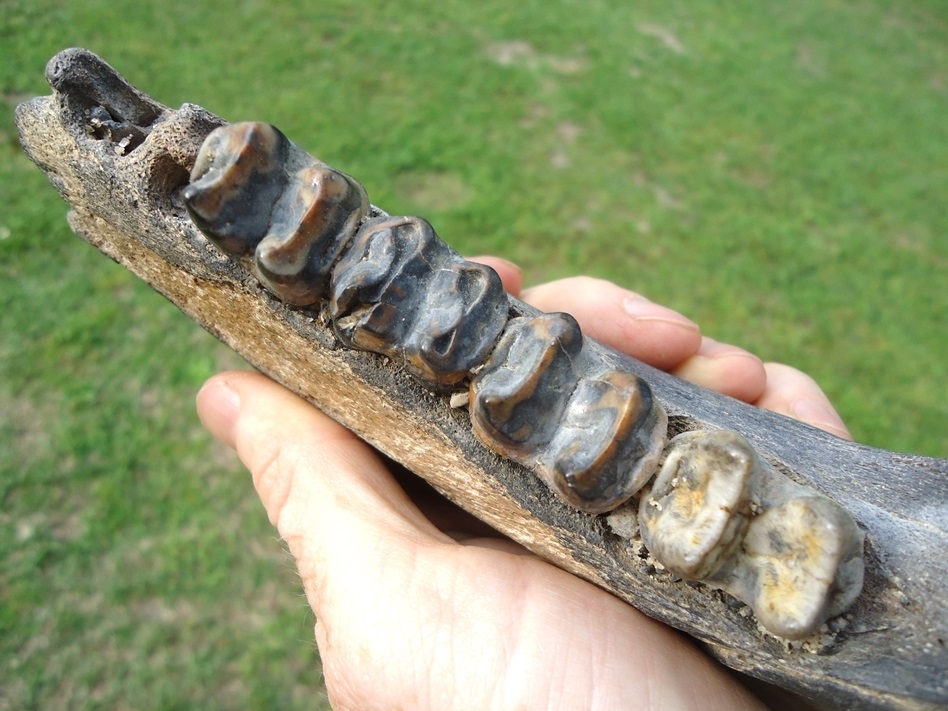 Large image 5 Awesome Tapir Mandible with Four Colorful Teeth