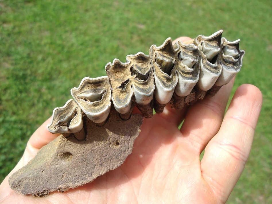 Large image 3 Rare Llama Maxilla with Five Teeth