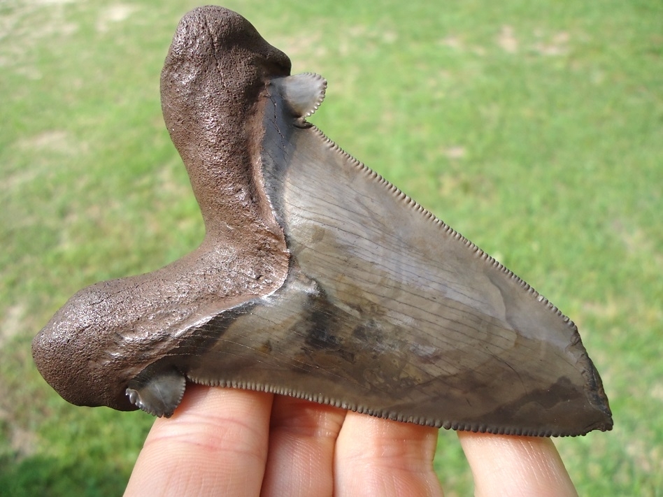 Large image 1 Monster 3.71' Suwannee River Auriculatus Shark Tooth