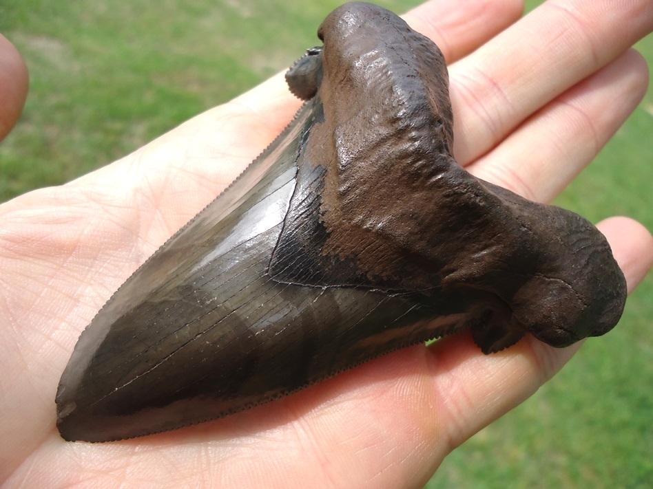 Large image 2 Monster 3.71' Suwannee River Auriculatus Shark Tooth