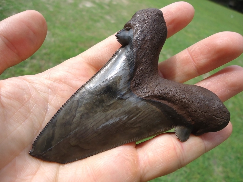 Large image 3 Monster 3.71' Suwannee River Auriculatus Shark Tooth