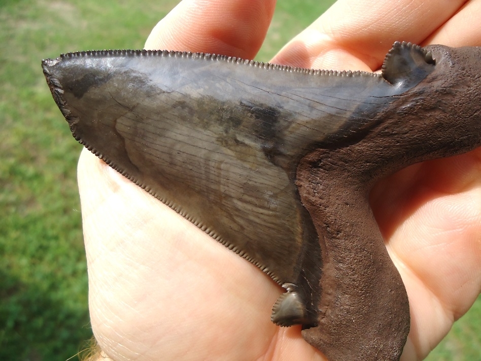 Large image 4 Monster 3.71' Suwannee River Auriculatus Shark Tooth