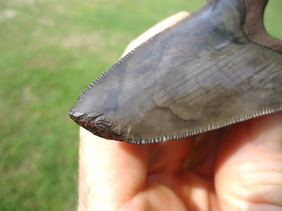 Large image 5 Monster 3.71' Suwannee River Auriculatus Shark Tooth