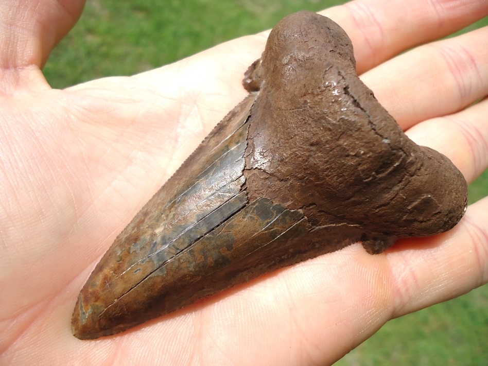 Large image 4 Unique Colorful 3.45' Suwannee River Auriculatus Shark Tooth