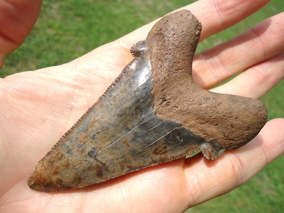 Large image 5 Unique Colorful 3.45' Suwannee River Auriculatus Shark Tooth