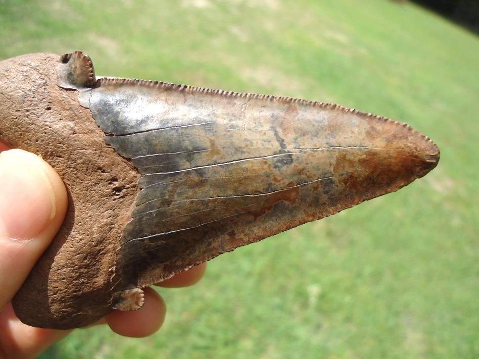 Large image 6 Unique Colorful 3.45' Suwannee River Auriculatus Shark Tooth