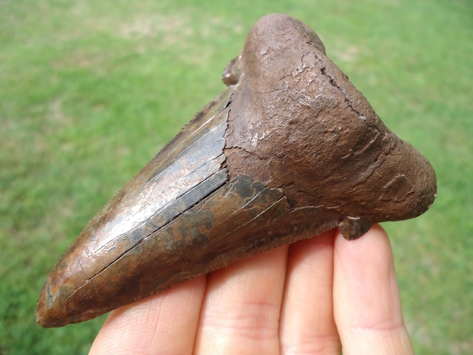 Large image 1 Unique Colorful 3.45' Suwannee River Auriculatus Shark Tooth