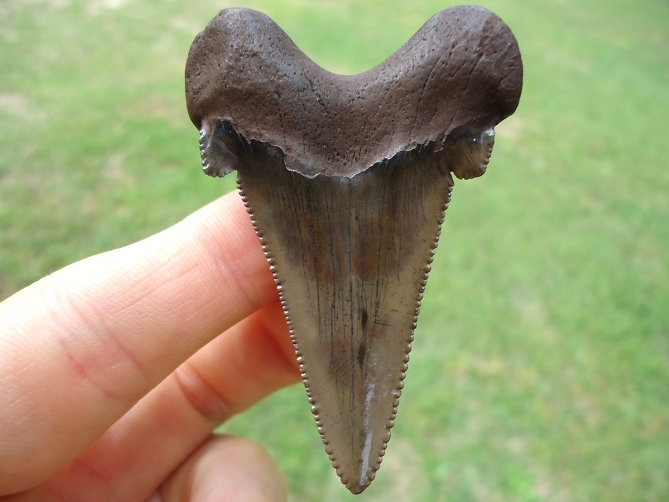 Large image 1 Superb Suwannee River Auriculatus Shark Tooth