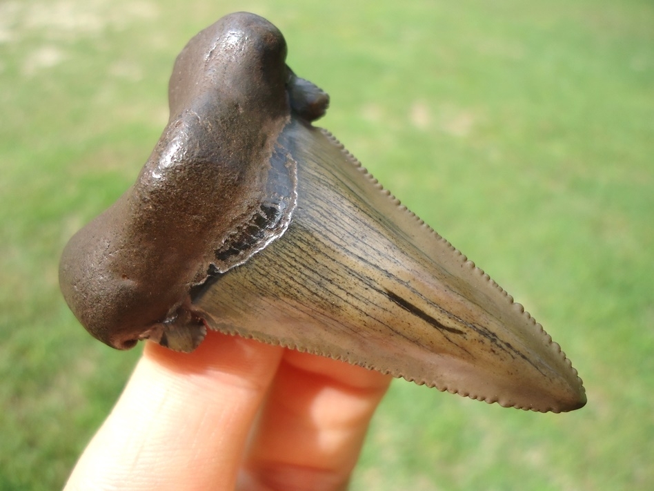 Large image 2 Superb Suwannee River Auriculatus Shark Tooth