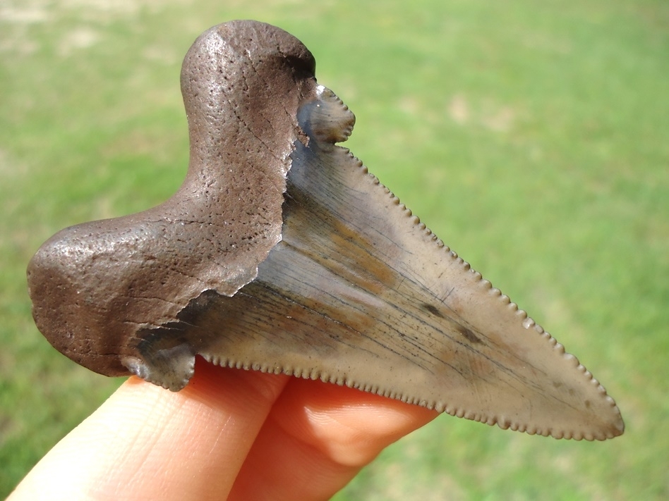 Large image 3 Superb Suwannee River Auriculatus Shark Tooth