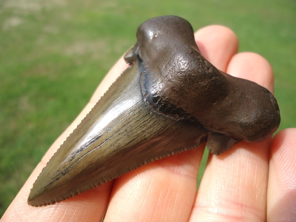 Large image 4 Superb Suwannee River Auriculatus Shark Tooth