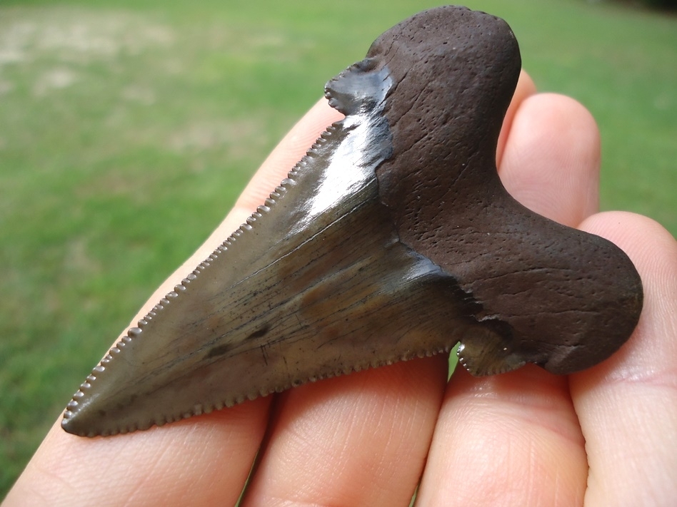 Large image 5 Superb Suwannee River Auriculatus Shark Tooth